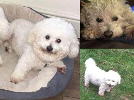 Louis, an 11-year-old Bichon Frise, was stolen from a lodge in the village of Newton Upon Derwent on Tuesday.