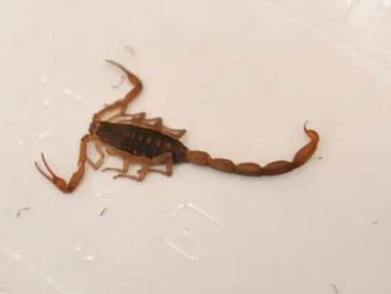 The scorpion found in the box of blackberries. Photo: SWNS