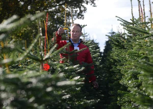 Oliver Combe, chairman of the British Christmas Tree Growers Association. Picture by Scott Merrylees.