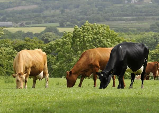 File photo dated 25/06/2008 of cows grazing in a field in Wales. PRESS ASSOCIATION Photo. Issue date: Wednesday August 4, 2010. Meat from the offspring of a cloned cow entered the food chain last year and was eaten, the Food Standards Agency revealed. Experts said two bulls born in the UK from embryos harvested from a cloned cow had been slaughtered, one of which 'will have been eaten' while the other was stopped from entering the food chain. See PA story CONSUMER Milk. Photo credit should read: Ben Birchall/PA Wire