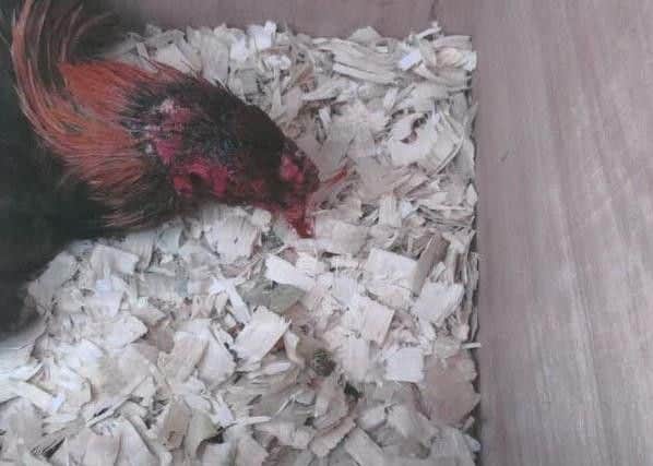 A wounded cockerel at the premises