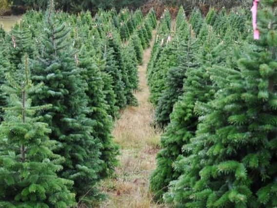 There are a range of garden centres, farms and retailers selling real Christmas trees