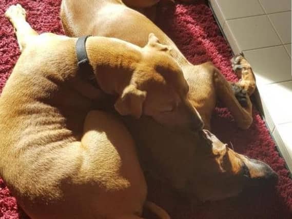 The two dogs, Hector and Chika