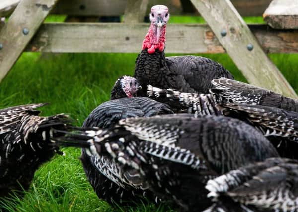 As families prepare for turkey this Christmas, will there be greater awareness about animal welfare and farming practices?