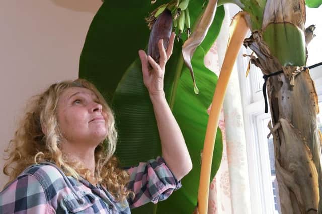 Wendy Milner inspects the plant which has grown to 13ft tall.