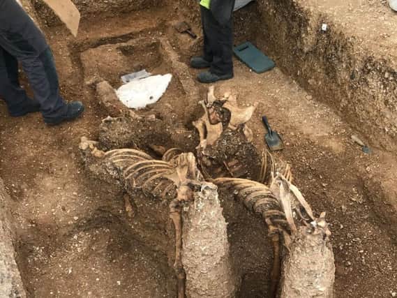 The horses had been buried upright - their heads were removed skulls were removed centuries ago