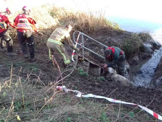 Firefighters pulling the sheep to safety near Goole. Picture: Humberside Fire and Rescue Service.