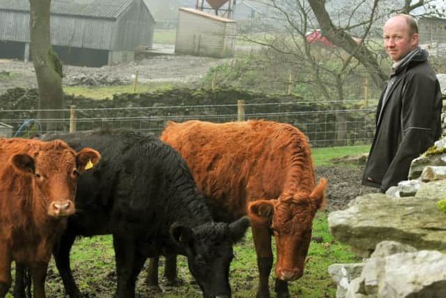 Some of Stuart Raw's Dexter heifers on his farm at Castle Bolton in Wensleydale.