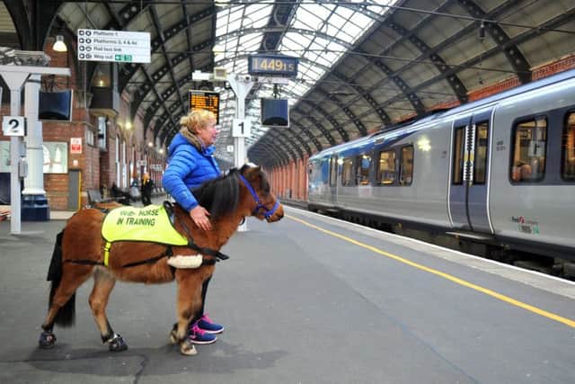 Digby the guide horse gets used to trains.