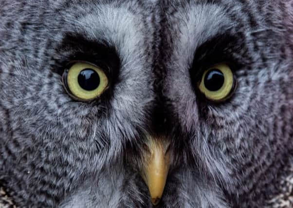 A Great Grey Owl. Picture by James Hardisty.