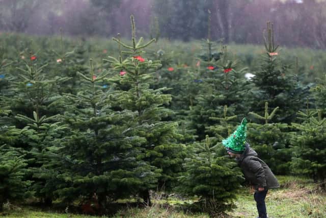 The Nordmann fir is the UK's number one Christmas tree of choice. Picture by Niall Carson/PA Wire.