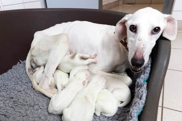 Lurcher Mrs Claus with her pups at Dogs Trust in Leeds