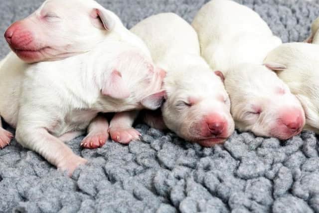 Mrs Claus gave birth to her newborn puppies named Dasher, Dancer, Prancer, Vixen, Comet, Cupid, Donner and Blitzen on Dec 20 at Dogs Trust in Leeds