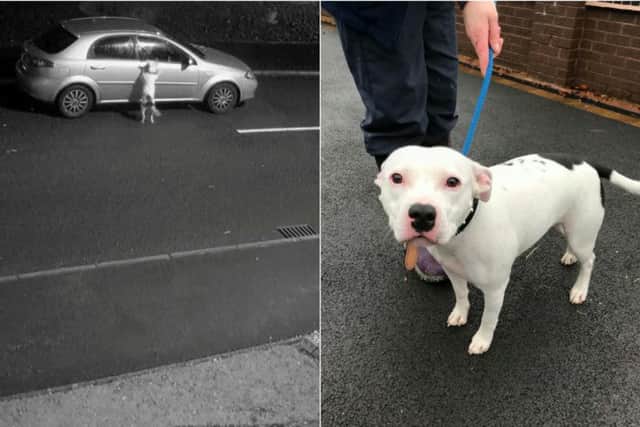 The footage appears to show a man abandoning the dog before the poor Staffie chases the car. Photos/video: RSPCA/SWNS