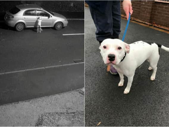 The footage appears to show a man abandoning the dog before the poor Staffie chases the car. Photos/video: RSPCA/SWNS