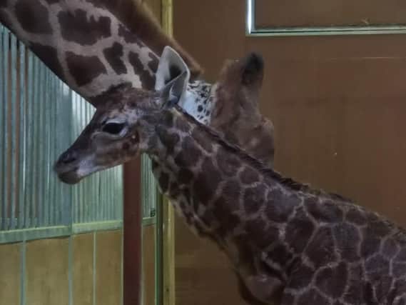 The new giraffe calf which was born at Flamingo Land earlier this month.