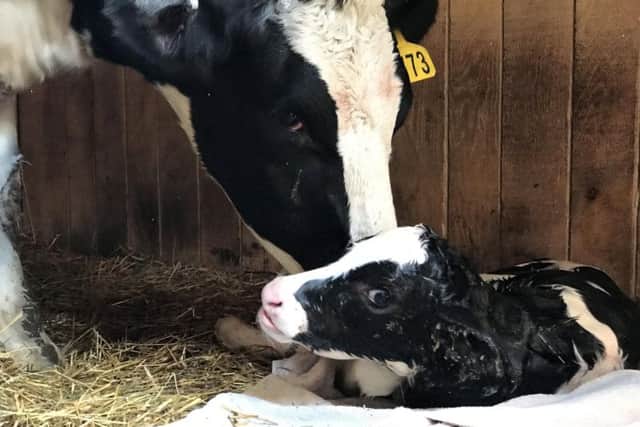 The cow which escaped the abattoir lorry with her newborn calf