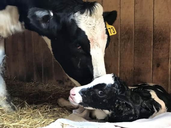 The cow which escaped the abattoir lorry with her newborn calf