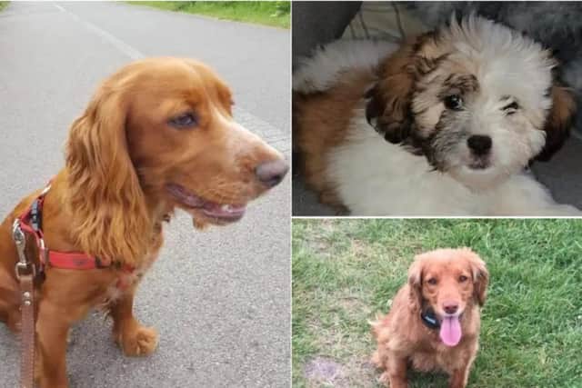 Three of the dogs which have been reported missing