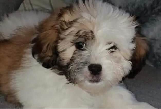 Mylee, a white Shih Poo with brown patches, went missing in November