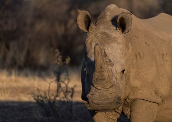 A white rhino in the Zannier Reserve. PIC: PA
