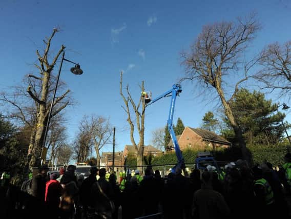Tree felling in Sheffield has been the cause of controversy for several years.