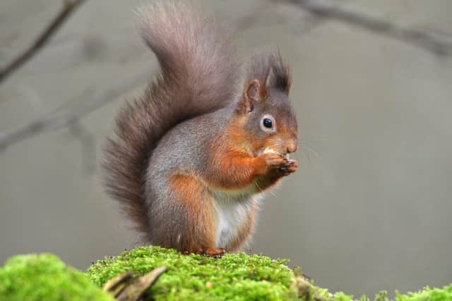 A red squirrel in Smardale Gill near Kirkby Stephen in the Yorkshire Dales National Park . (Picture Tony Johnson).