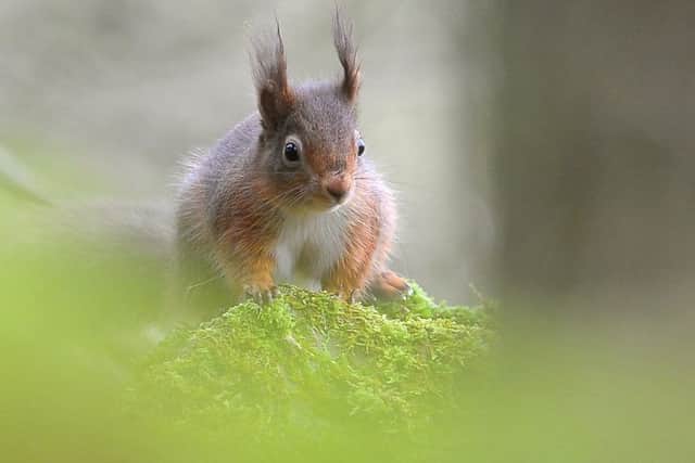 A red squirrel in Smardale Gill near Kirkby Stephen.