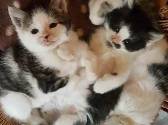 Bella's kittens are in rude health and doing very well, Leeds Cat Rescue said