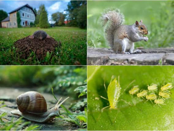 Gardens can be a natural habitat for many species of animals, but some can be a nuisance, causing damage to plants, flowers, home-grown vegetables and lawns