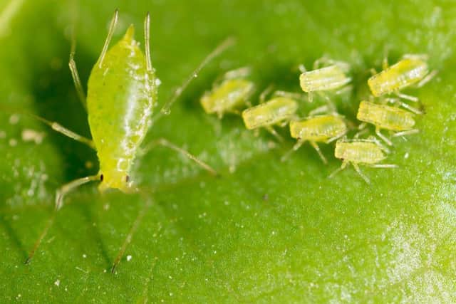 Aphids are common sap-sucking insects, which can cause distorted growth in plants