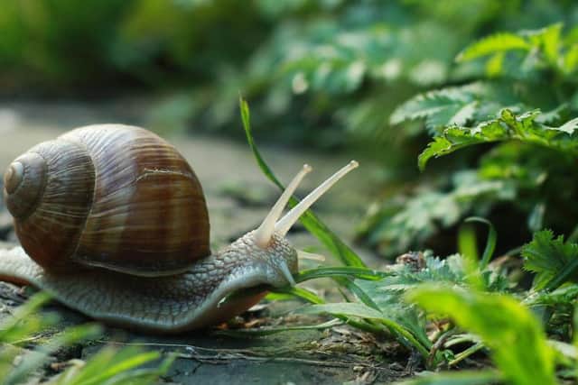 Snails are familiar common insects that can cause damage in gardens by eating holes in leaves, stems and flowers
