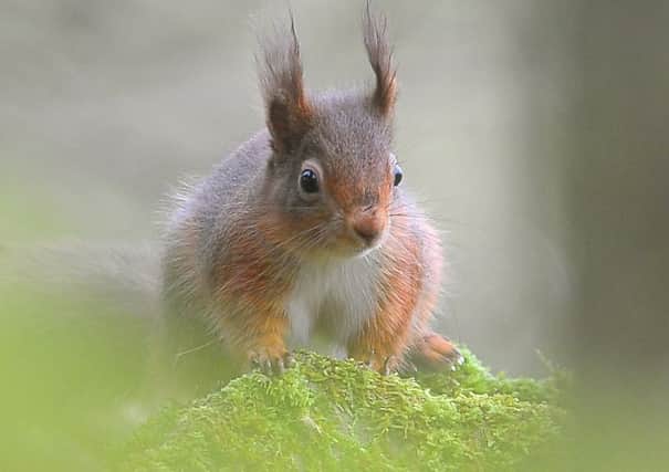 A red squirrel in Smardale Gill near Kirkby Stephen in the Yorkshire Dales National Park. Picture Tony Johnson.