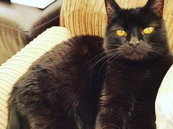 Cute cat Lilly is settling back in at her home near Driffield