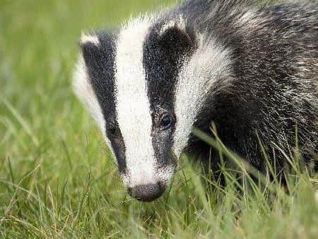 Both badgers and their setts are protected under the Protection of Badgers Act