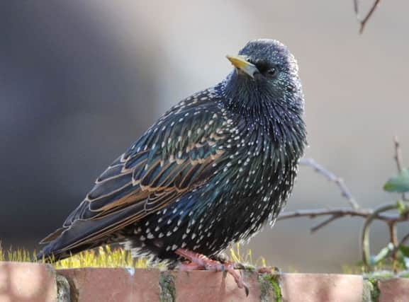 A starling sitting on a residential garden wall, sparrows and starlings have suffered "alarming" declines in the last 40 years while other species have become a common sight in backyards