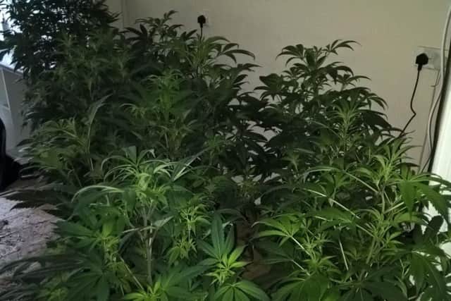 Some of the cannabis plants that were found during a police raid.