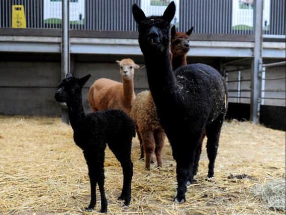 The new born alpaca, pictured with its mother Audrey at Cannon Hall Farm, Barnsley. Picture by Simon Hulme.