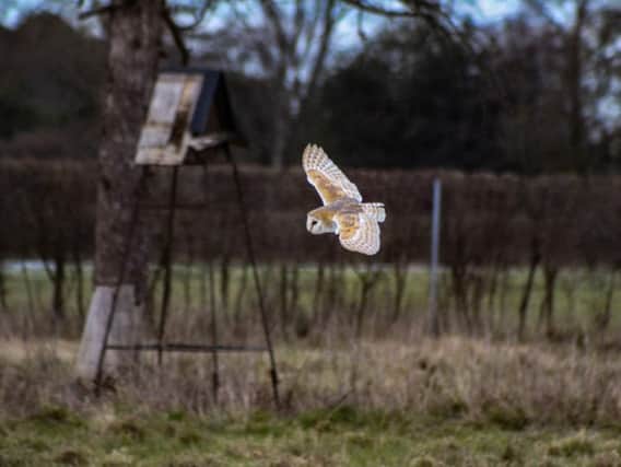 A barn owl searches for prey during a farmland fly-by. Picture: Game and Wildlife Conservation Trust.