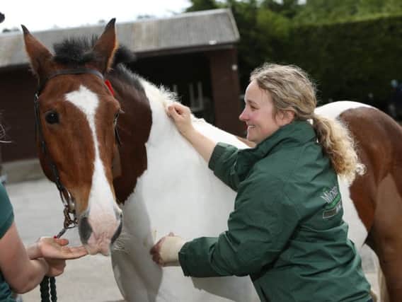 Horse owners are being advised to have their animals vaccinated against equine flu following an outbreak in Britain that has so far led to four confirmed cases.
