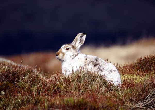 Mountain hares occur in small numbers in parts of Yorkshire but their main English stronghold is in Derbyshire. Picture: Moors for the Future Partnership.