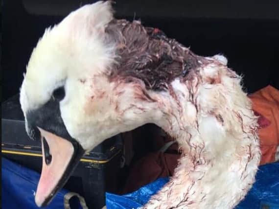 The stricken swan was picked up by the Yorkshire Swan and Wildlife Rescue Hospital