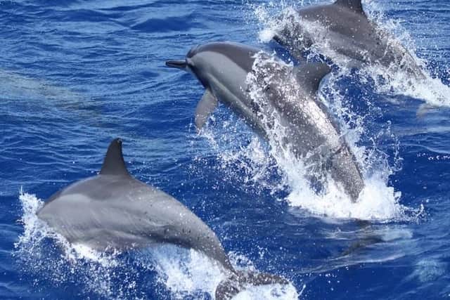Visitors to Kenya can see dolphins in the Indian Ocean. Picture supplied by Hemingways.