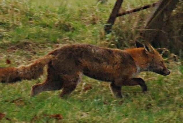 A fox heads away