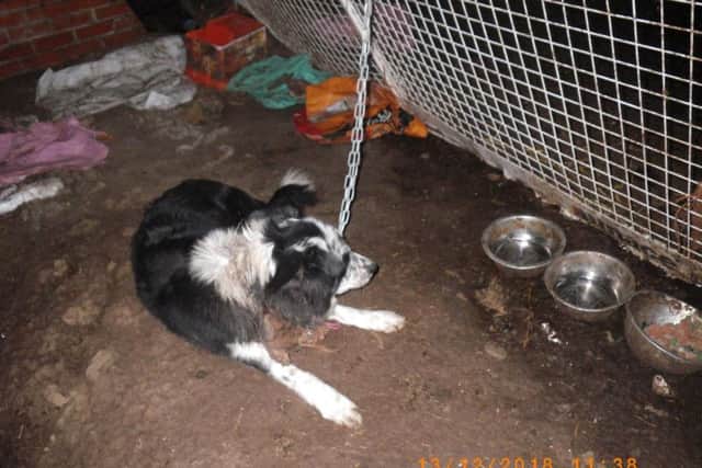 The dog was found chained up inside a shed