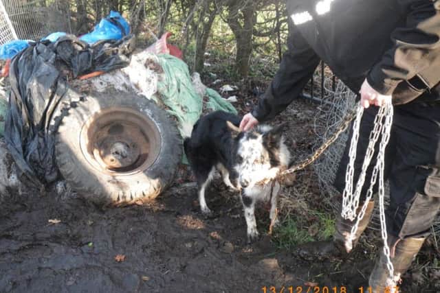 The Collie was found chained up