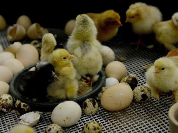2,500 day-old chicks were taken from the North Yorkshire farm (file picture).