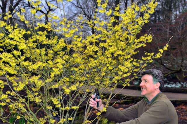 Paul Cook, curator at RHS Harlow Carr gardens  with a  hamamelis,  commonly known as Witch Hazel