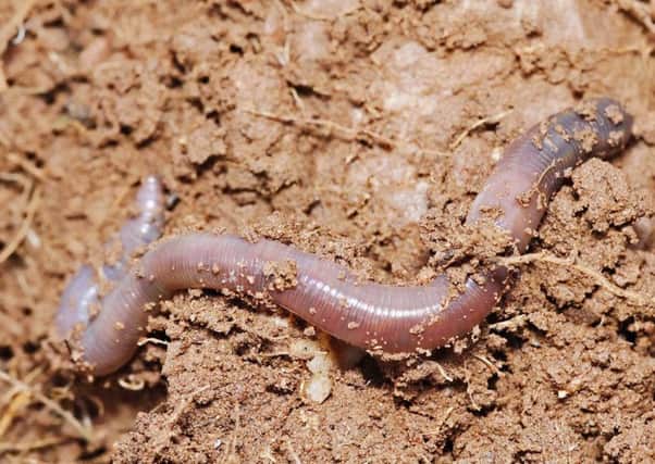 Earthworms are sensitive and responsive to soil management.