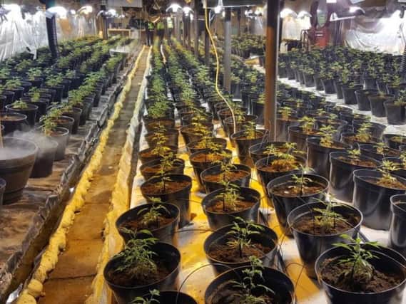 Large scale cannabis farm raided in Bradford